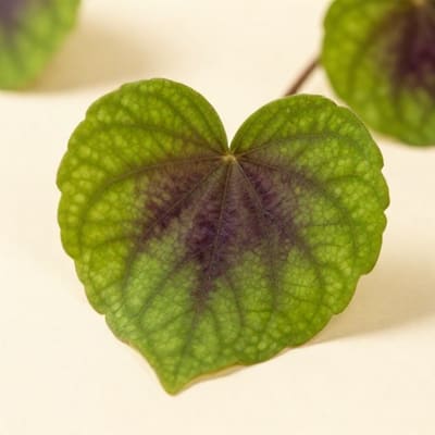 Violet Leaf